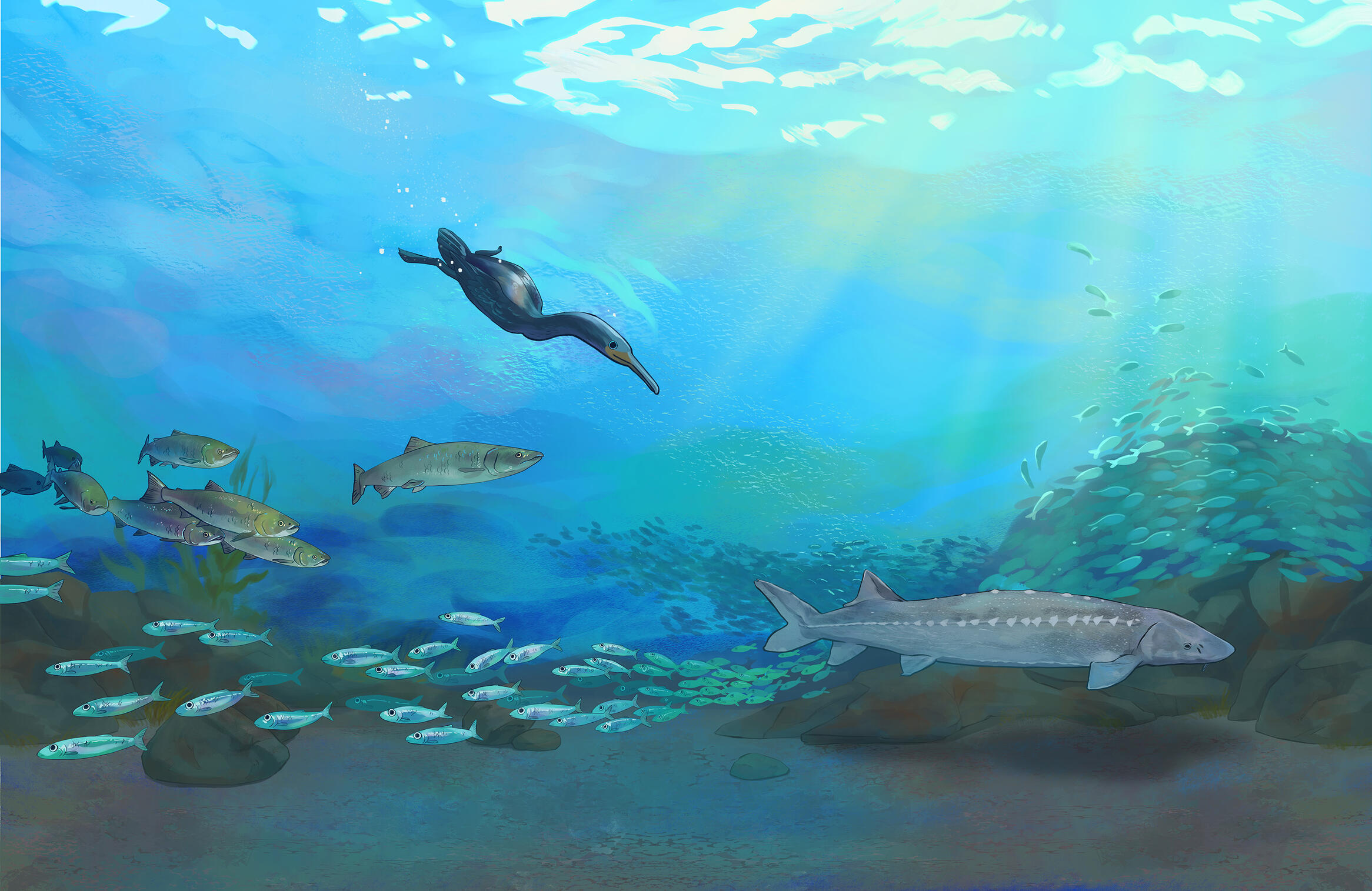 Cormorants Diving